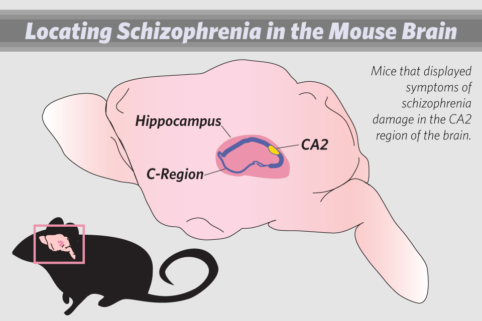 Columbia University Medical Center researchers use mouse model to study